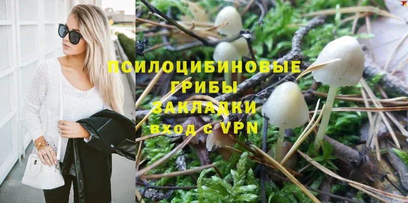 Галлюциногенные грибы Psilocybine cubensis  где купить   Лебедянь 